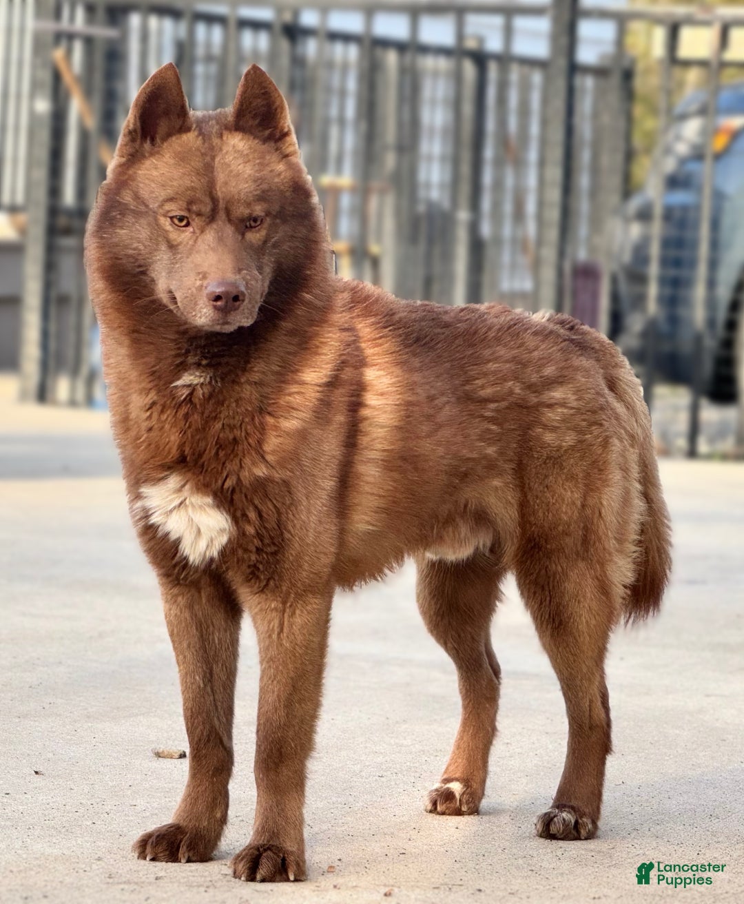 Siberian Husky dogs for sale: Crimson - Ad 1