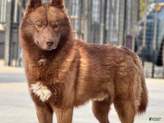 Siberian Husky dogs Crimson - Ad 13