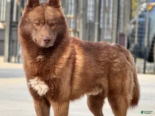 Siberian Husky dogs Crimson - Ad 11