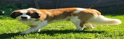 Saint Bernard dogs for sale: Tessie - Ad 7