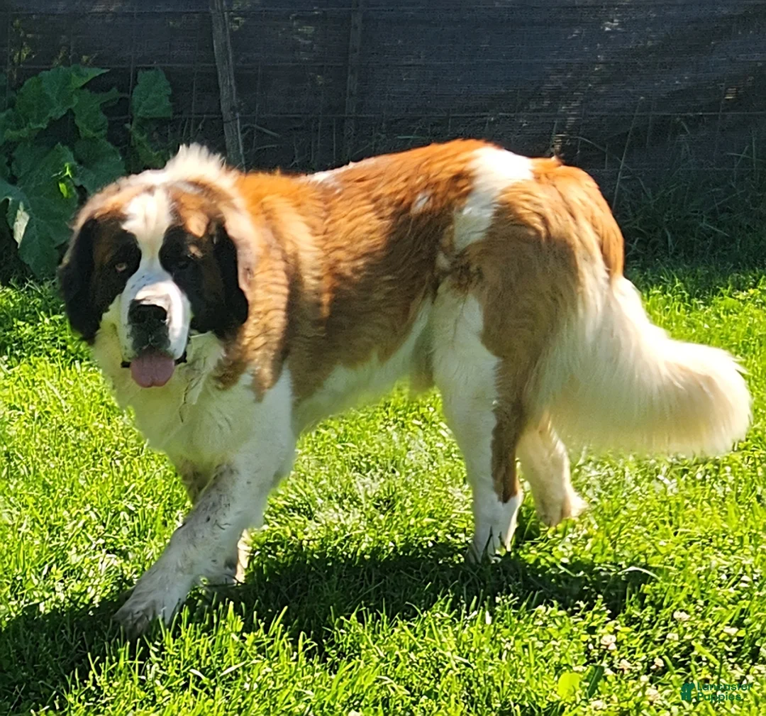 Saint Bernard dogs for sale: Tessie - Ad 7
