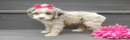 Cockapoo dogs for sale: Jane - Ad 3