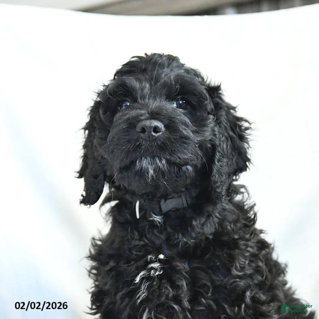 Cockapoo dogs for sale: Bubba - Ad 5
