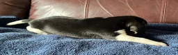 Beagle dogs for sale: Beagle 2 - Ad 24