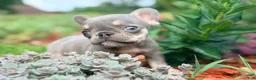 French Bulldog dogs for sale: Sadie French Bulldog 3 - Ad 5