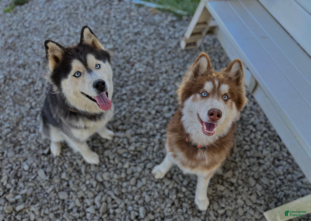 Siberian Husky dogs for sale: RED - Ad 8