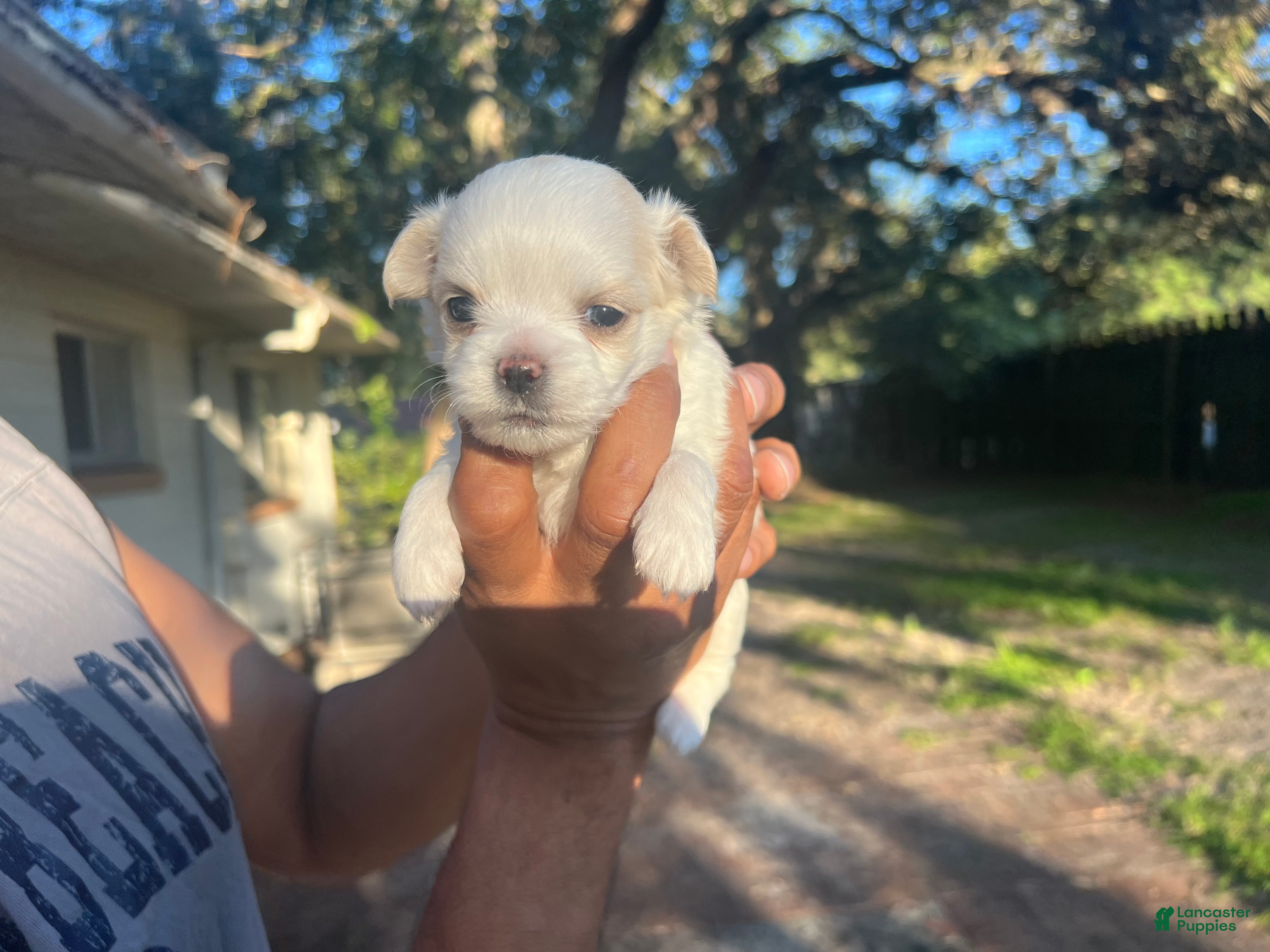 Chihuahua dogs Male White w/ Light Brown Markings Chihuahua 3 - Ad 42