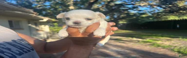 Male White w/ Light Brown Markings Chihuahua 3
