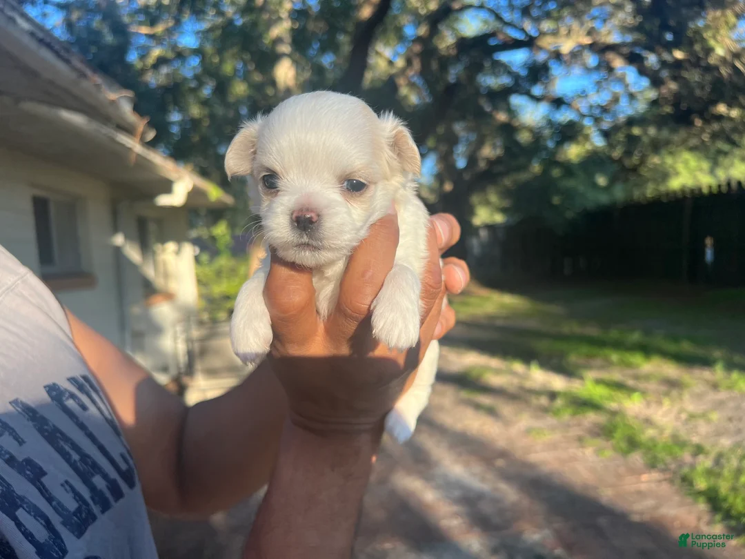 Chihuahua dogs for sale: Male White w/ Light Brown Markings Chihuahua 3 - Ad 1