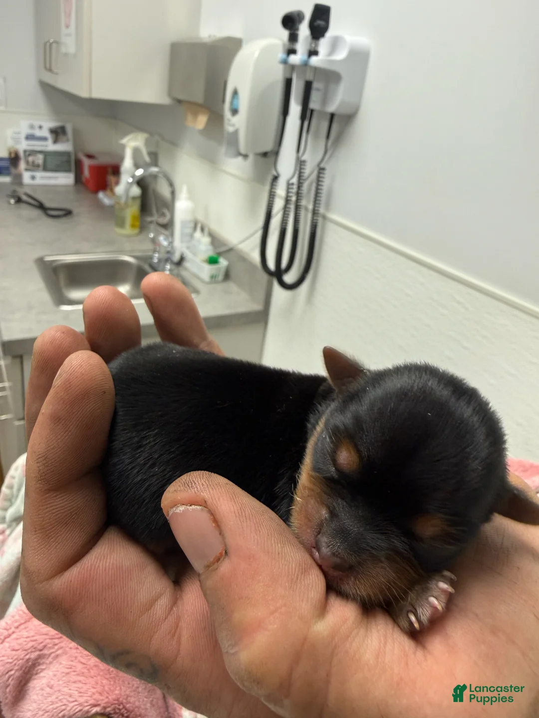 Yorkshire Terrier dogs for sale: Girl 1 - Ad 1