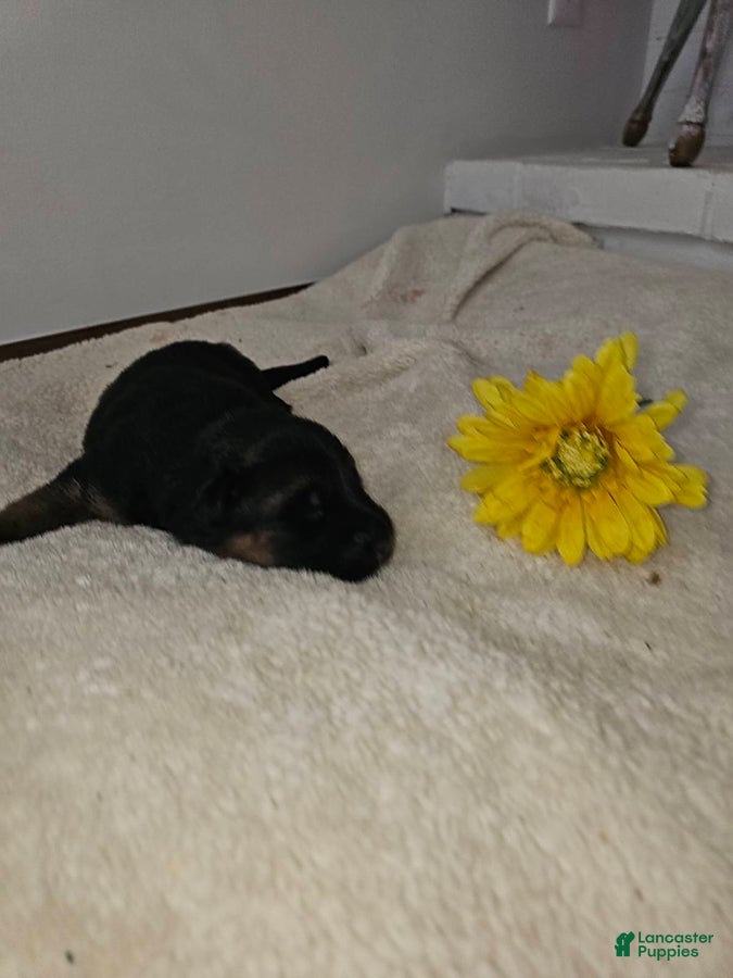 German Shepherd dogs for sale: Marley - Ad 2