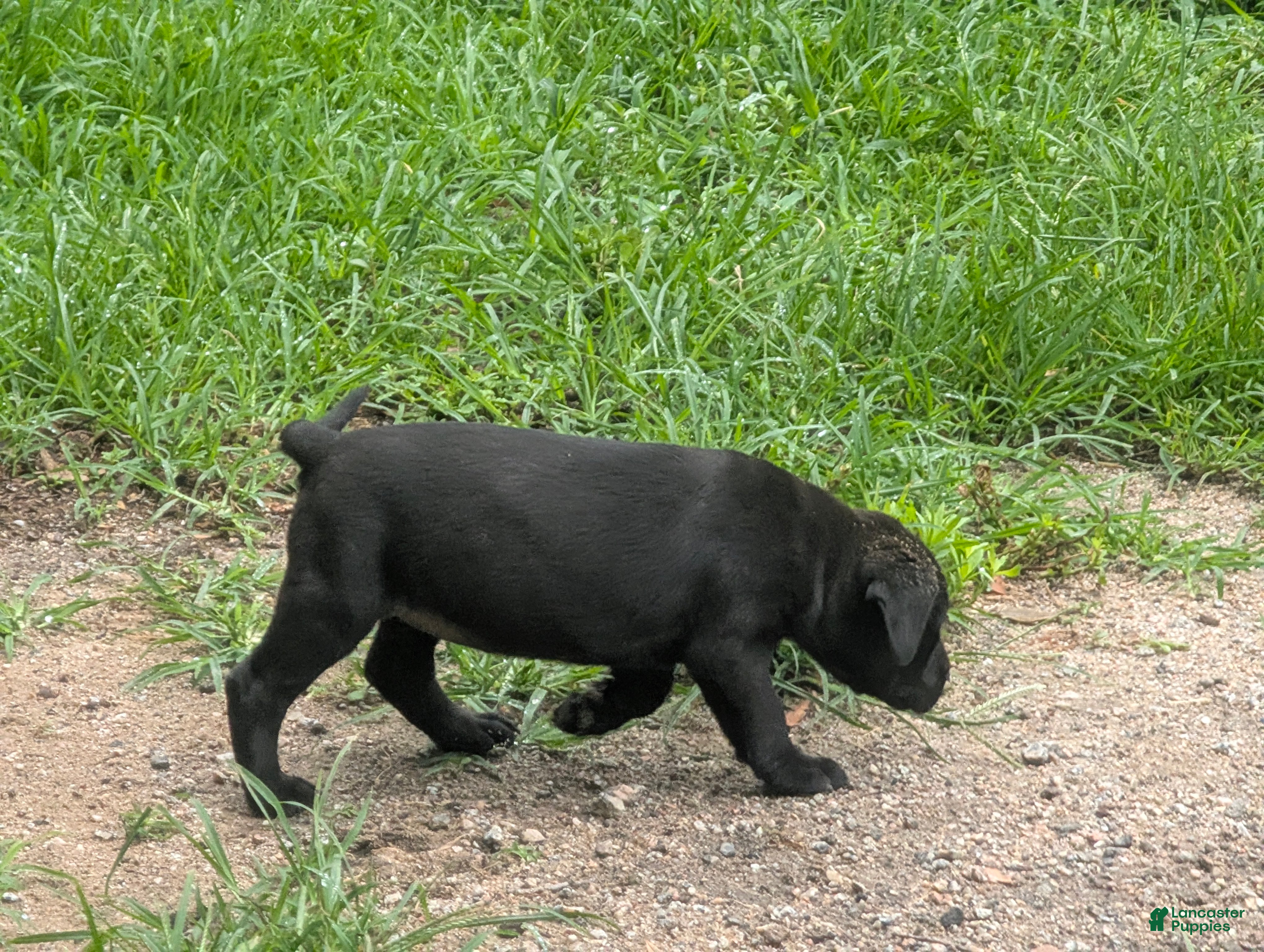Labrador Retriever dogs Labrador Retriever 3 - Ad 1
