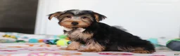 Yorkshire Terrier dogs for sale: Malcolm - Ad 4