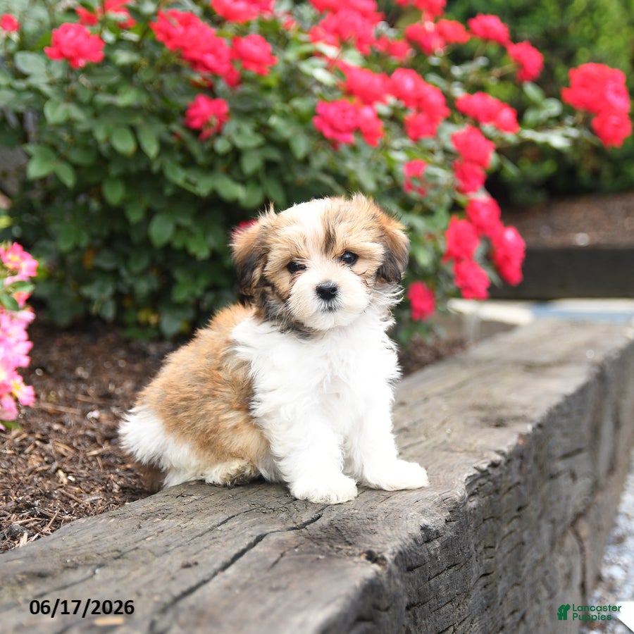 Mixed Breed dogs Jake - Ad 1
