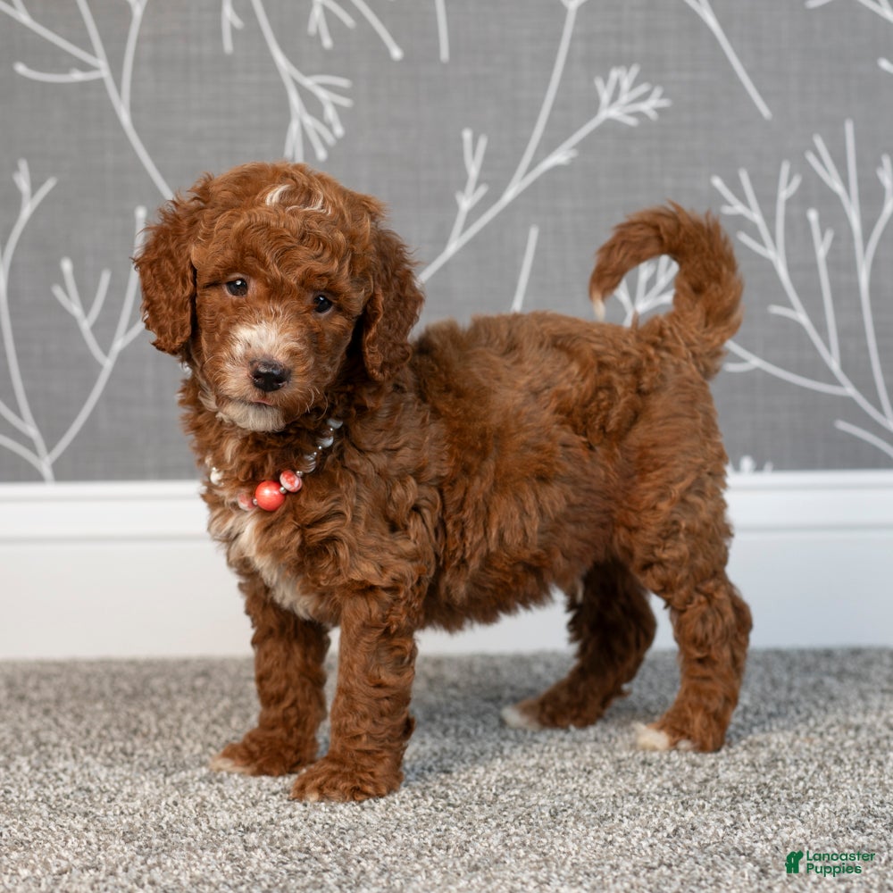 Toy Poodle Border Collie X Miniature Poodle Shop Collie Poodle