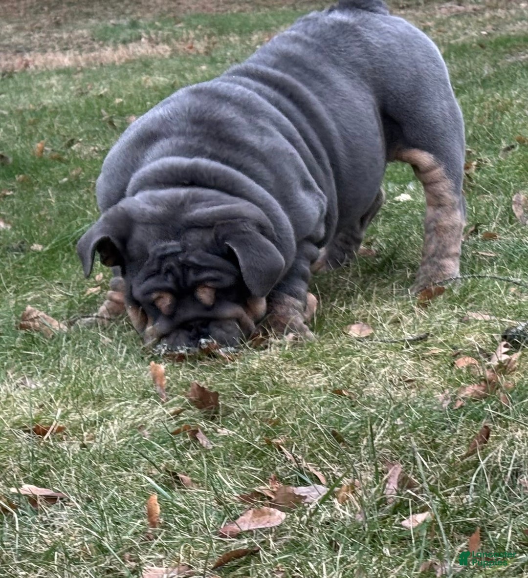 English Bulldog dogs for sale: Smoothie - Ad 6