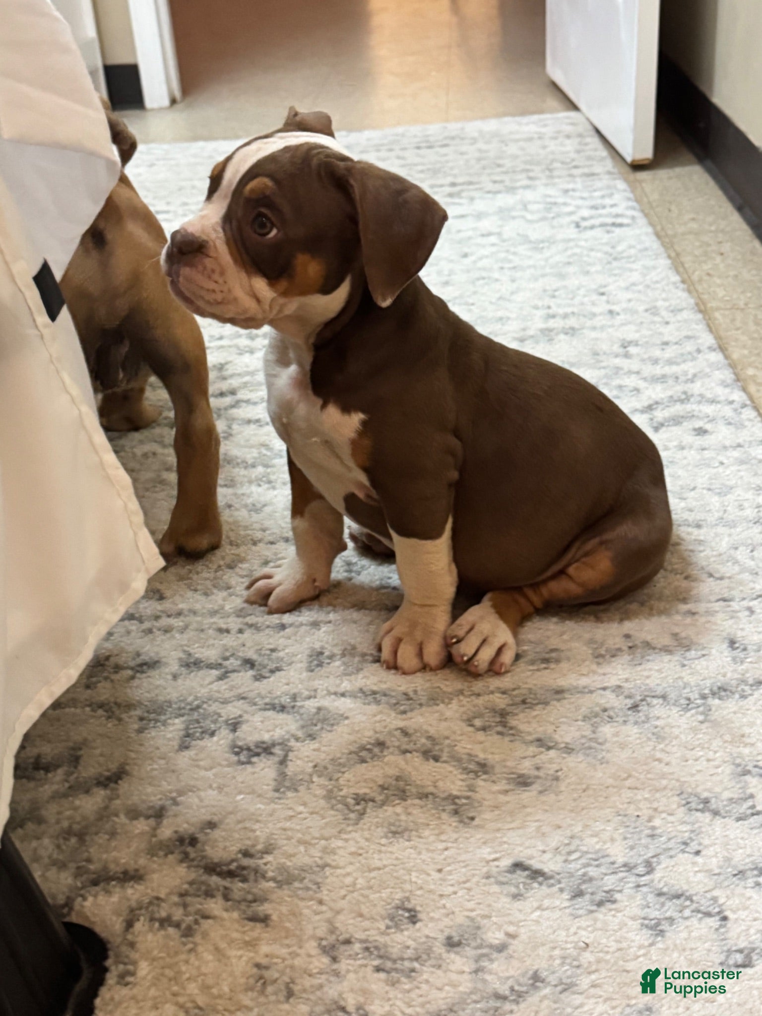 American Bully dogs American Bully 1 - Ad 39