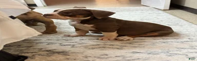 American Bully 1