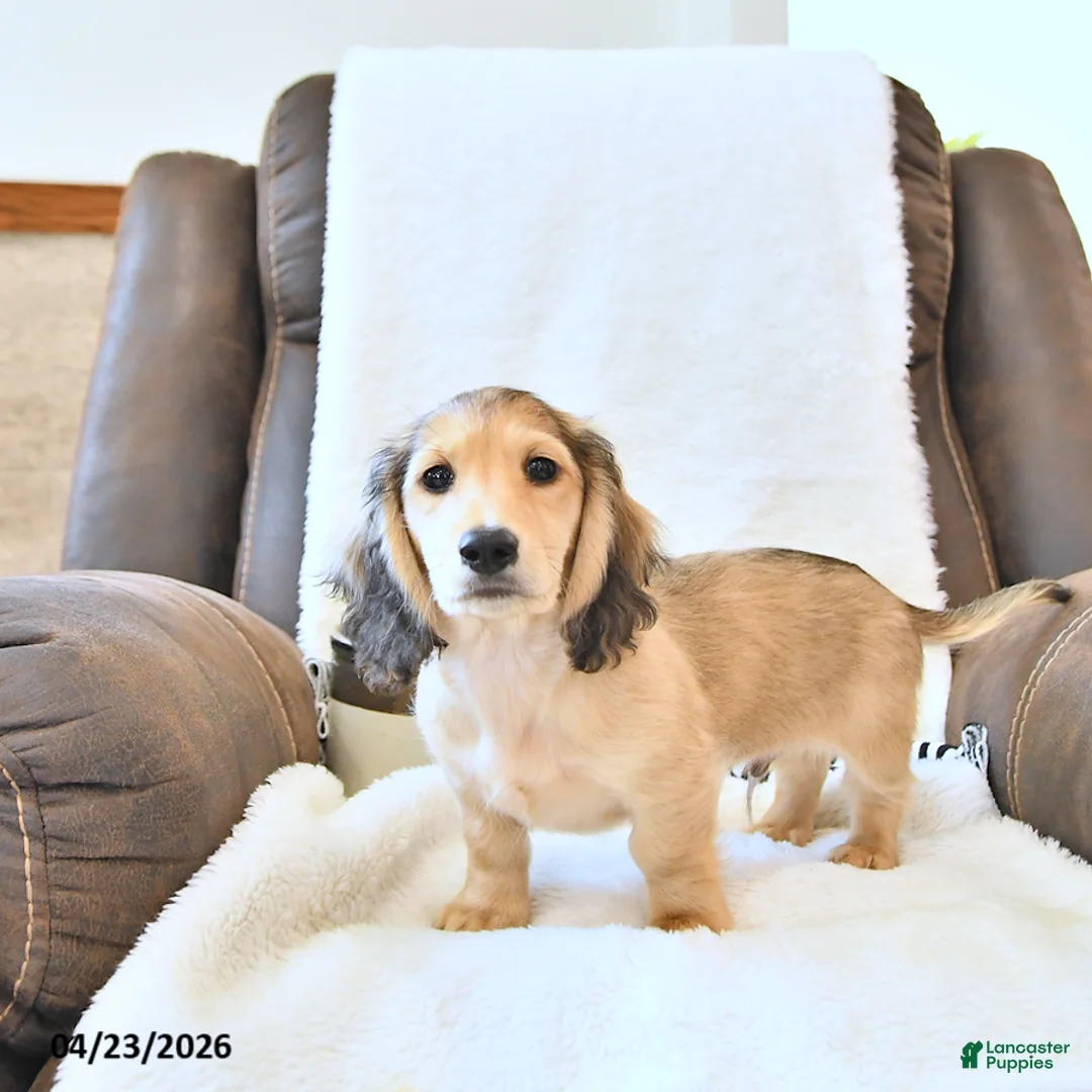 Miniature Dachshund dogs for sale: Bentley - Ad 2