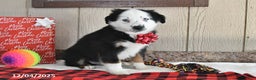 Australian Shepherd dogs for sale: Snowflake - Ad 3