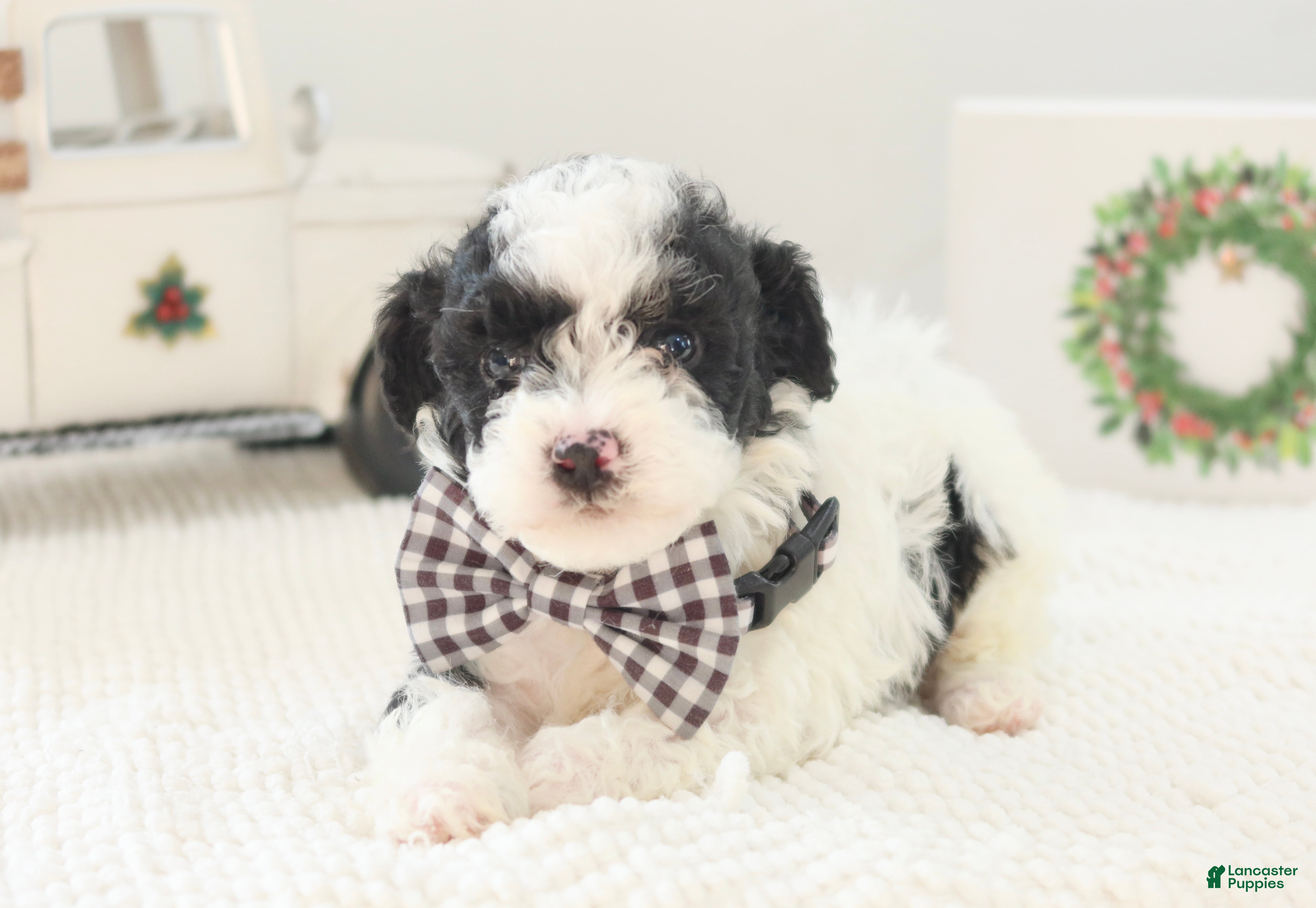 Toy Poodle dogs Comet - Ad 12