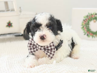 Toy Poodle dogs Comet - Ad 18