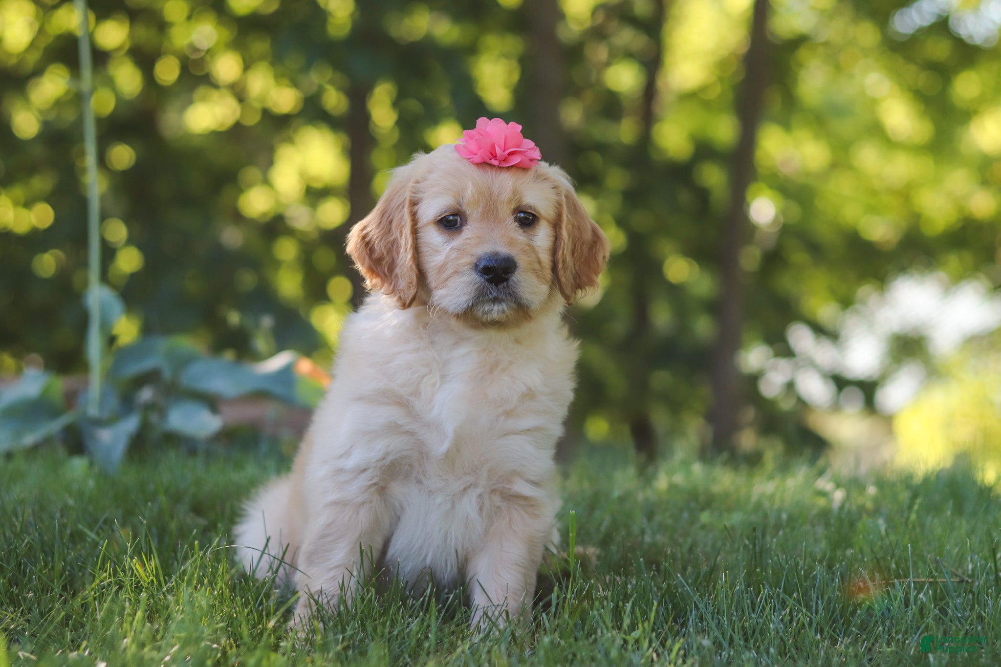 Mixed Breed dogs Jasmine - Ad 1