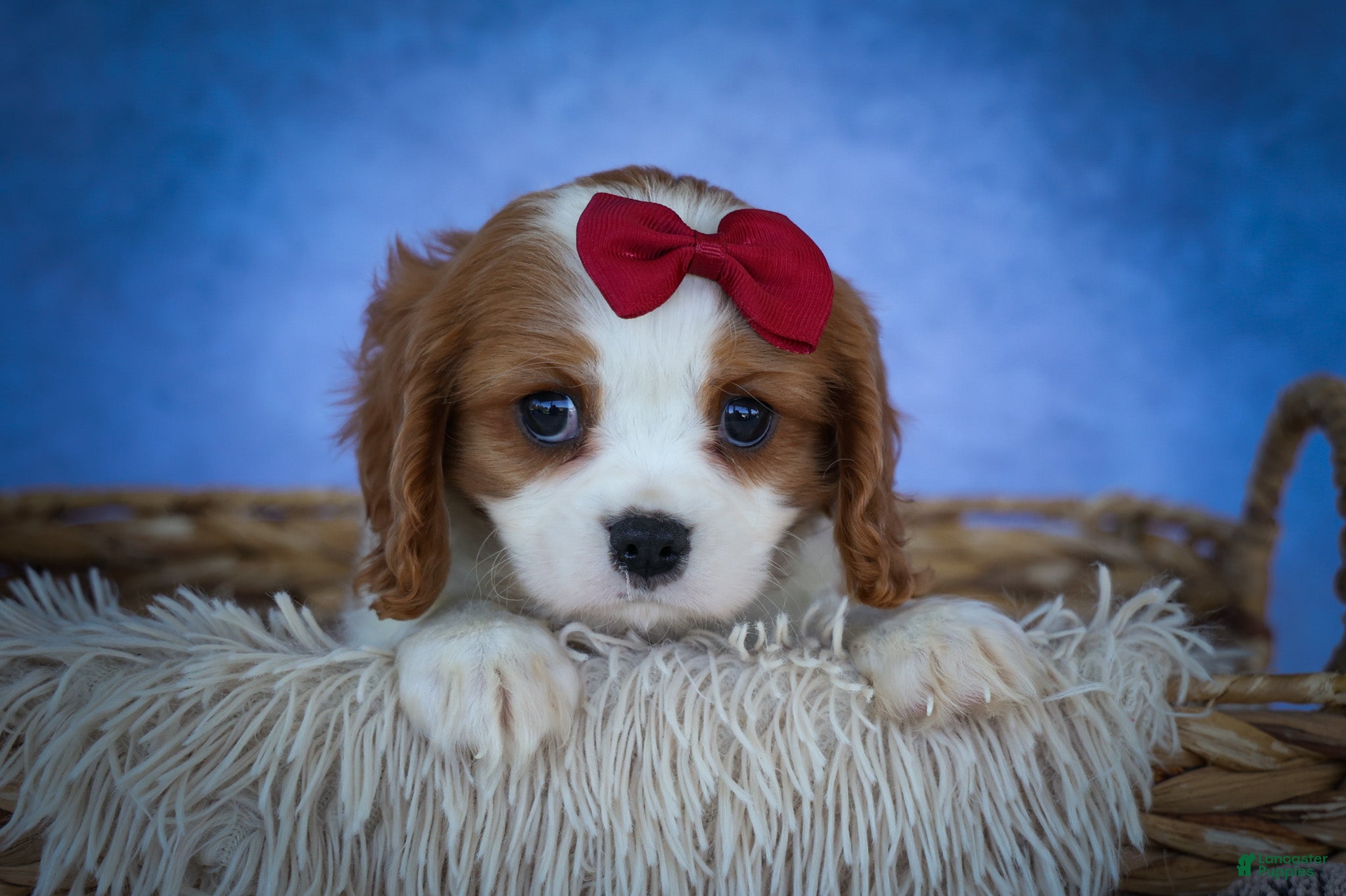Cavalier King Charles Spaniel dogs Princeton🐶 - Ad 1