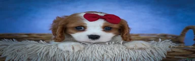 Princeton🐶