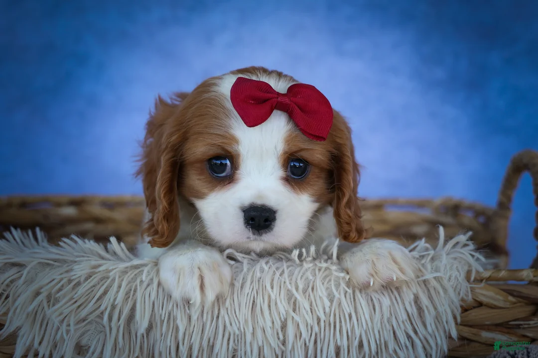 Cavalier King Charles Spaniel dogs for sale: Princeton🐶 - Ad 1