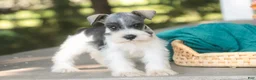Miniature Schnauzer dogs for sale: Quinn Miniature Schnauzer  - Ad 6