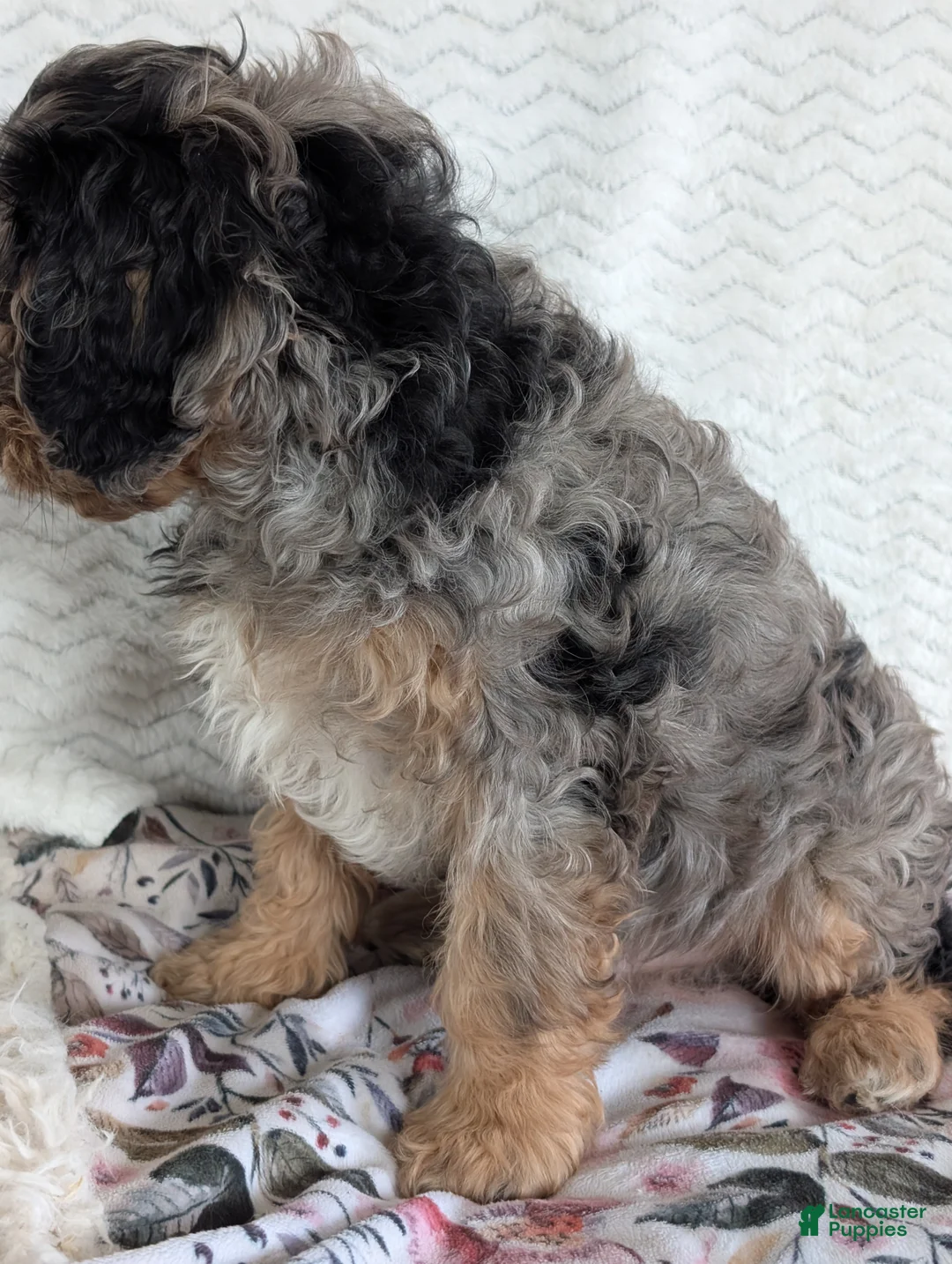 Cavapoo dogs for sale: Bluey - Ad 19
