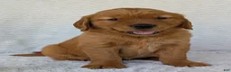 Golden Retriever dogs for sale: Miss Ruby  - Ad 3