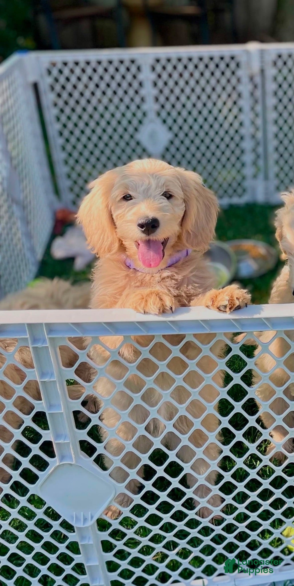 Mini Goldendoodle dogs Purple Girl!💜 - Ad 1