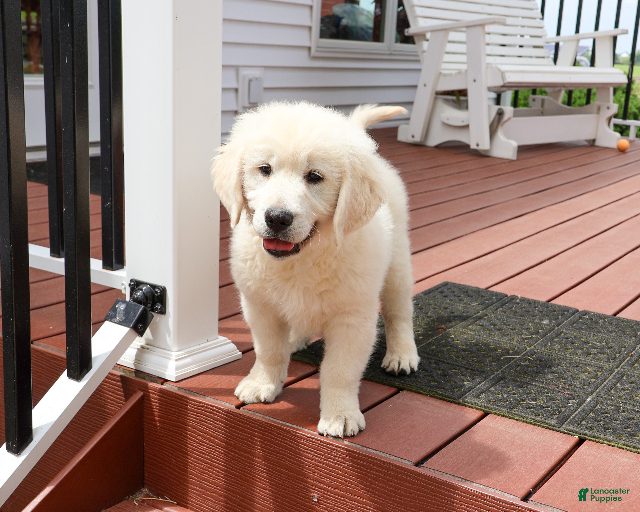 Golden Retriever dogs Zachary  - Ad 1