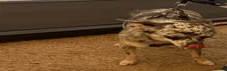 Chihuahua dogs for sale: Chihuahua Puppy 1 - Ad 3