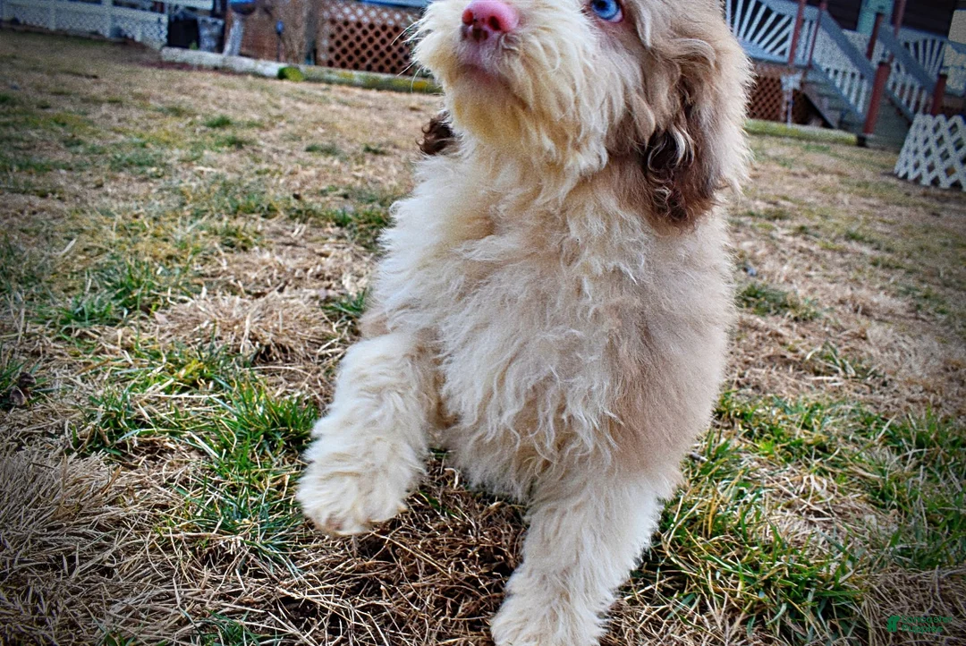 Havapoo dogs for sale: Webster - Ad 20