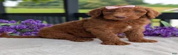 Goldendoodle dogs for sale: Miss Ellie - Ad 16