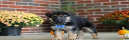 German Shepherd dogs for sale: Mason - Ad 3