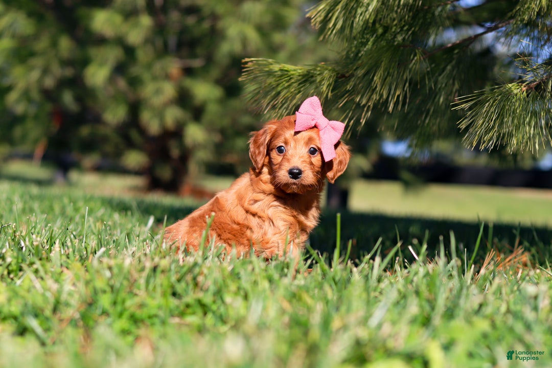 Mini Goldendoodle dogs for sale: Joy - Ad 4