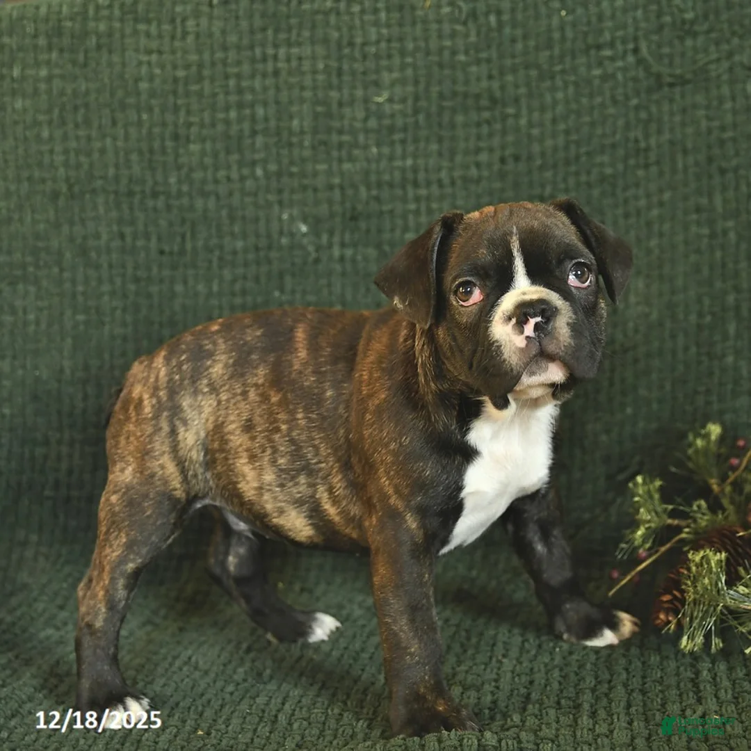 Frenchton dogs for sale: Buddy - Ad 2