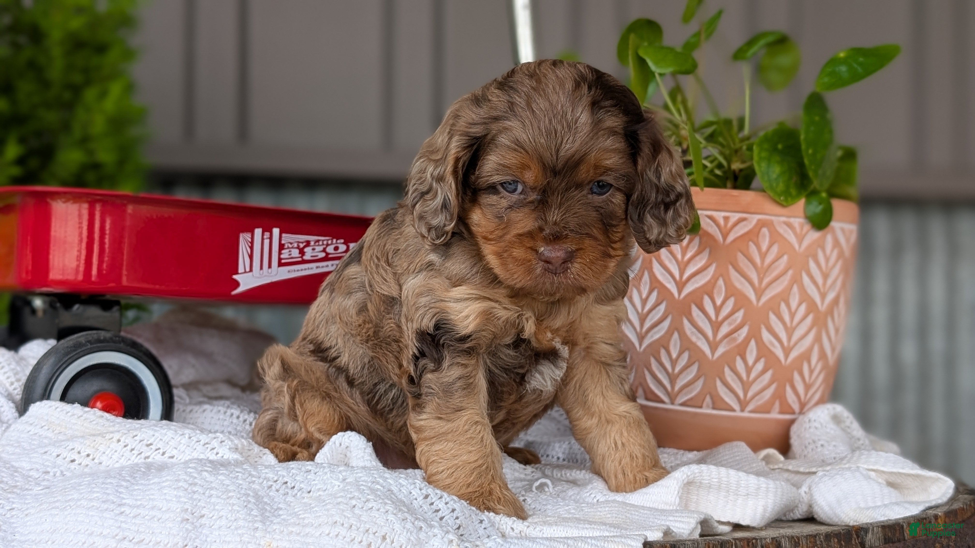 Cockapoo dogs Baxter - Ad 2