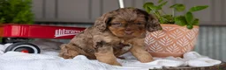 Cockapoo dogs for sale: Baxter - Ad 2