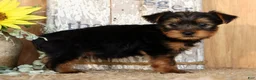 Morkie dogs for sale: Otis - Ad 4