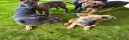 German Shepherd dogs for sale: German Shepherd Puppy 4 - Ad 2