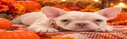 French Bulldog dogs for sale: 5 - Lilac Cream Female - Ad 3