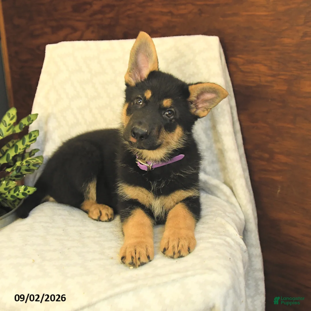 German Shepherd dogs for sale: Maple   - Ad 5