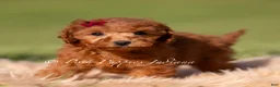 Toy Poodle dogs for sale: Phoenix - Ad 3