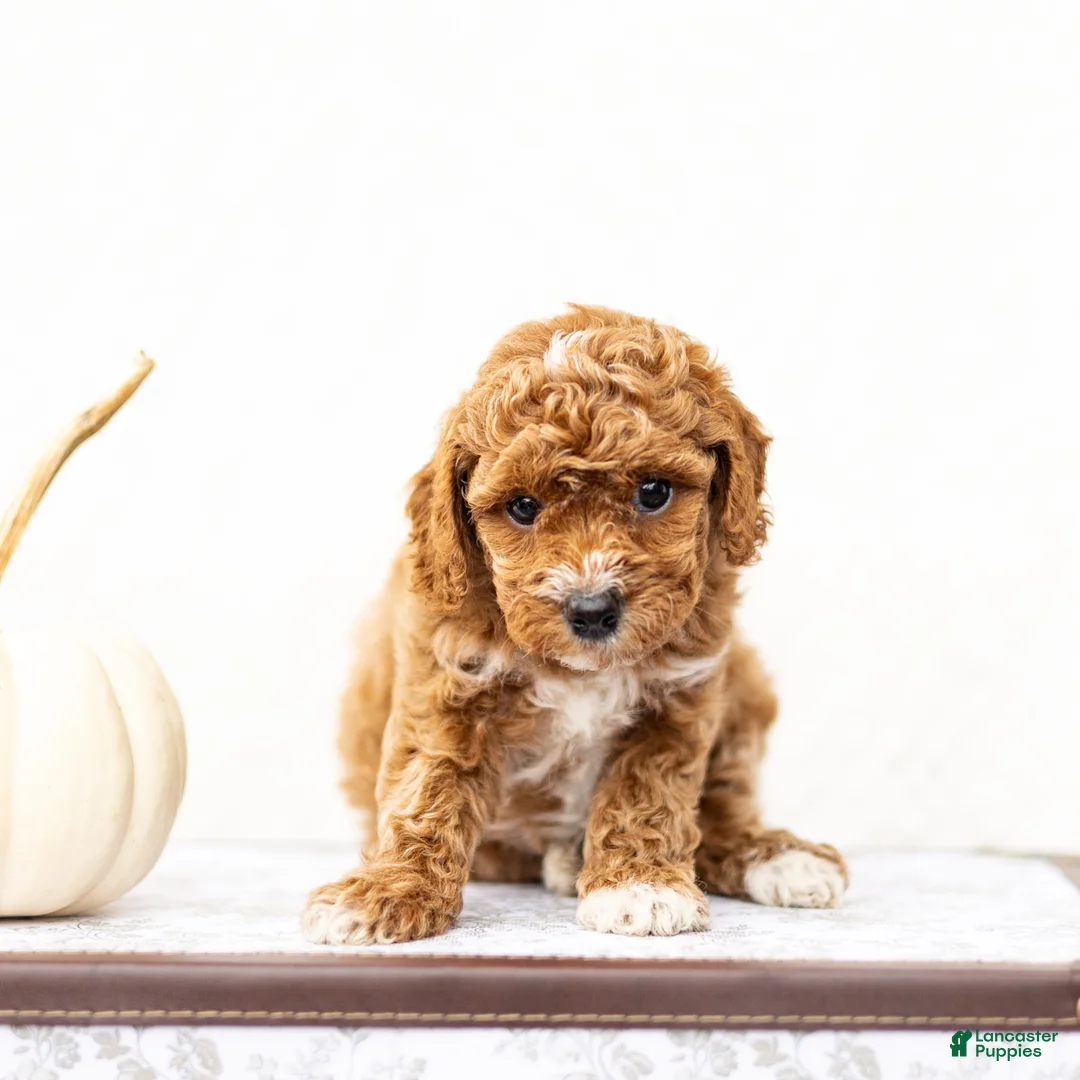 Mini Goldendoodle dogs for sale: Anjali - Ad 2