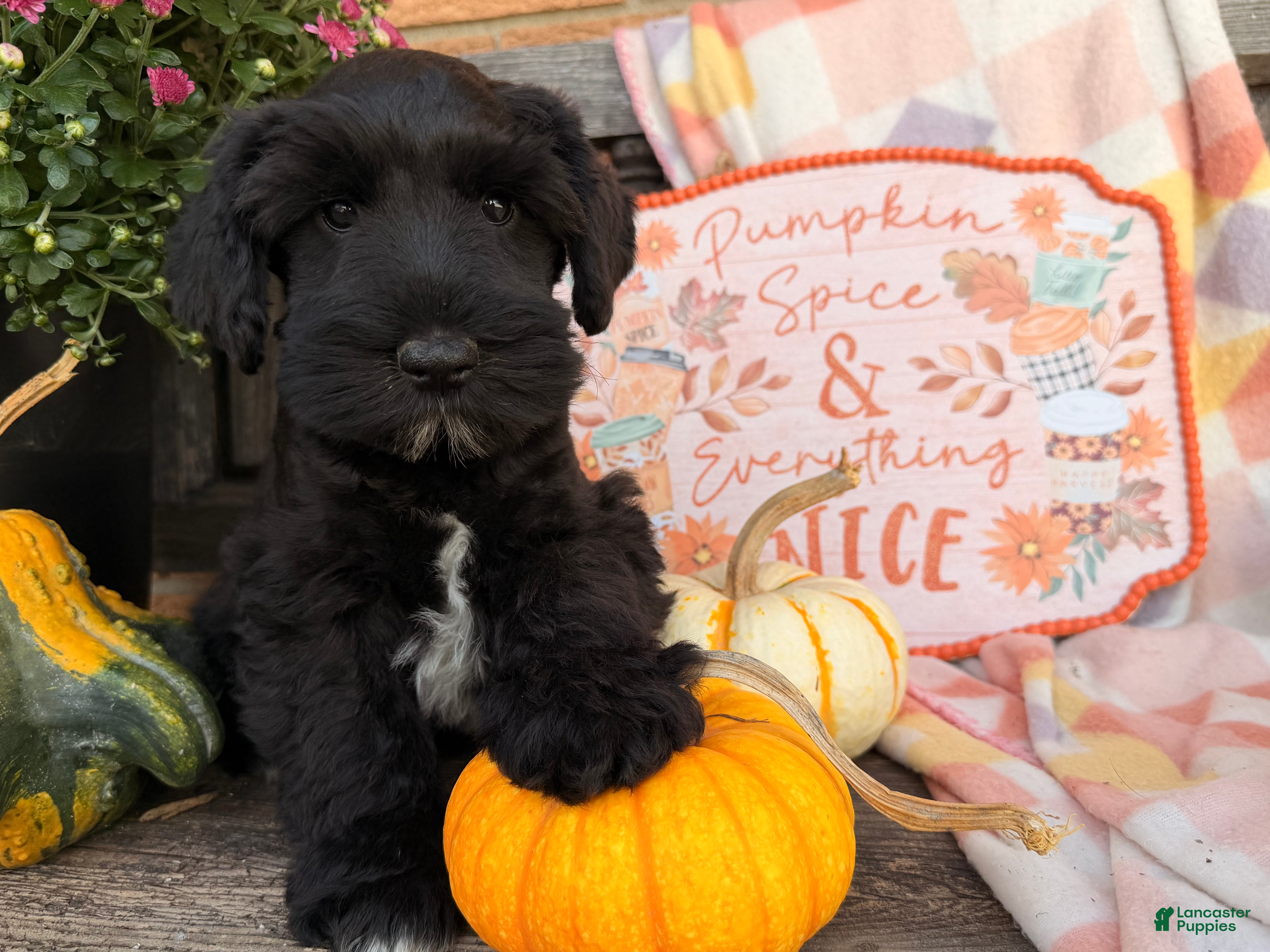 Miniature Schnauzer dogs Murphy - Ad 2